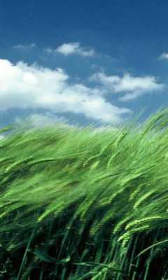 Emulate Android APK wind live wallpaper Emulate Android APK wind live wallpaper