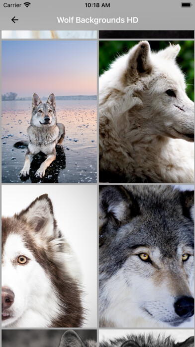 Emulate iPhone app Wolf Backgrounds HD using MyAndroid