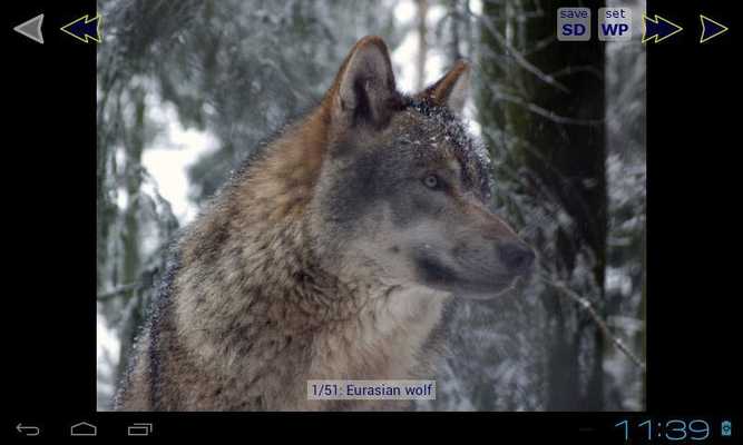Emulate Android APK Wolf Gallery HD Wallpapers Emulate Android APK Wolf Gallery HD Wallpapers