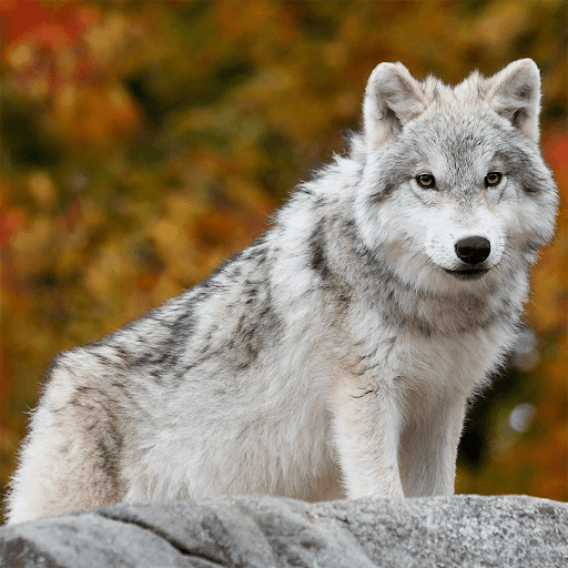 Run android online APK Wolf Jigsaw Puzzle Games from MyAndroid or emulate Wolf Jigsaw Puzzle Games using MyAndroid