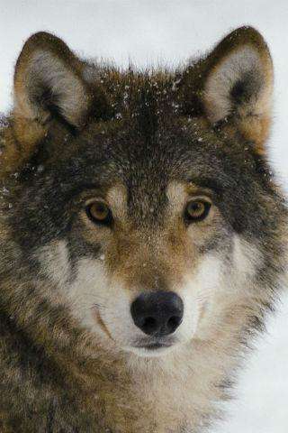 Run android online APK Wolves wallpapers from MyAndroid or emulate Wolves wallpapers using MyAndroid Run android online APK Wolves wallpapers from MyAndroid or emulate Wolves wallpapers using MyAndroid