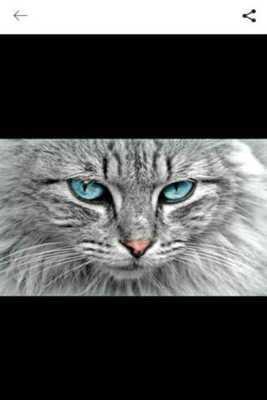 Emulate Android APK Wonderfully Cute Cats Emulate Android APK Wonderfully Cute Cats