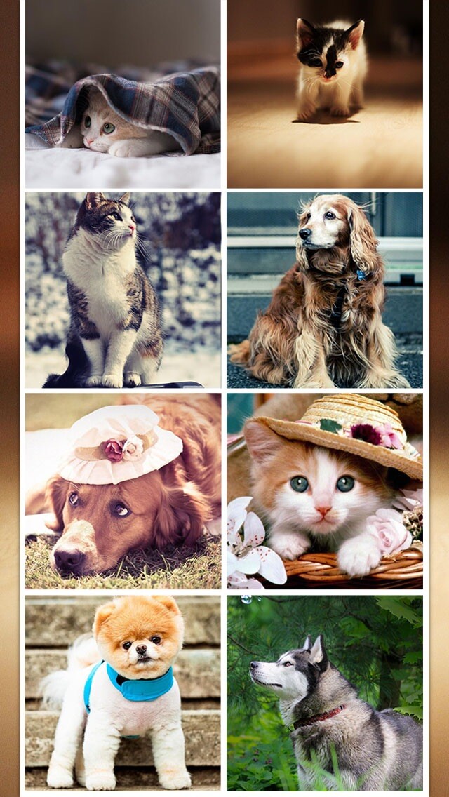 Emulate iPhone app X-MOE~Extremely HD Wallpaper Gallery for Kitty & Doggy using MyAndroid Emulate iPhone app X-MOE~Extremely HD Wallpaper Gallery for Kitty & Doggy using MyAndroid