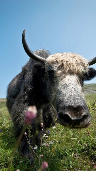Run android online APK Yak Wallpaper from MyAndroid or emulate Yak Wallpaper using MyAndroid Run android online APK Yak Wallpaper from MyAndroid or emulate Yak Wallpaper using MyAndroid