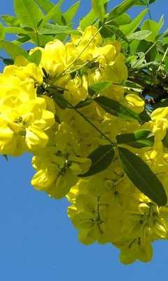 Emulate Android APK Yellow acacia Wallpapers