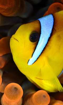 Emulate Android APK Yellow Fish Live Wallpaper Emulate Android APK Yellow Fish Live Wallpaper