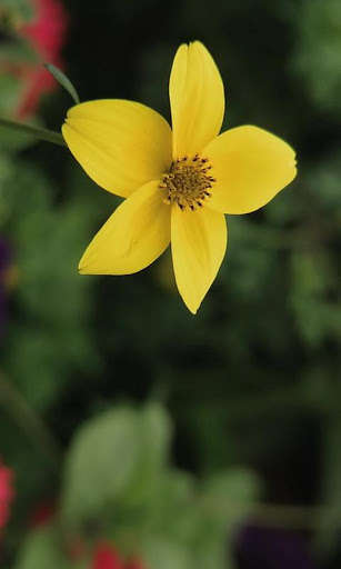 Emulate Android APK Yellow flower on green Emulate Android APK Yellow flower on green