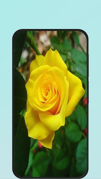 Run android online APK yellow roses from MyAndroid or emulate yellow roses using MyAndroid Run android online APK yellow roses from MyAndroid or emulate yellow roses using MyAndroid