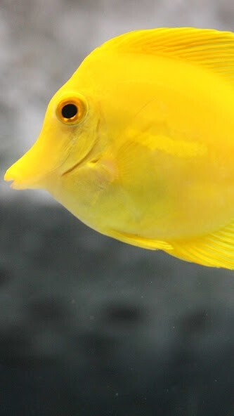 Run android online APK Yellow Tang Wallpaper from MyAndroid or emulate Yellow Tang Wallpaper using MyAndroid Run android online APK Yellow Tang Wallpaper from MyAndroid or emulate Yellow Tang Wallpaper using MyAndroid