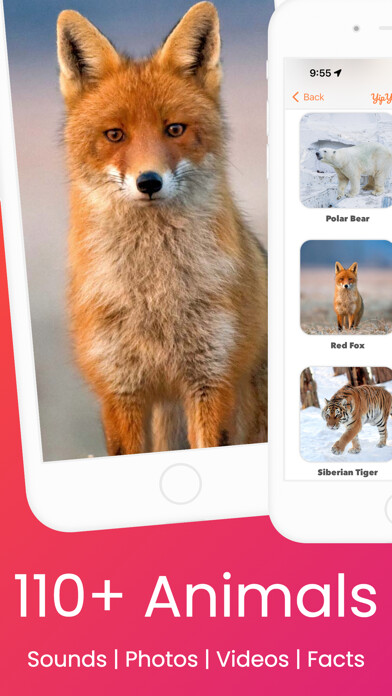 Emulate iPhone app YipYap - Animal Discovery using MyAndroid