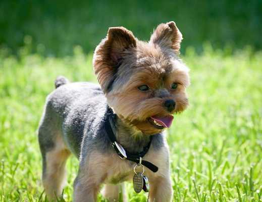 Emulate Android APK Yorkshire Terrier Wallpaper HD Emulate Android APK Yorkshire Terrier Wallpaper HD