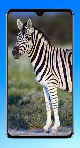 Run android online APK Zebra Wallpaper 4K from MyAndroid or emulate Zebra Wallpaper 4K using MyAndroid