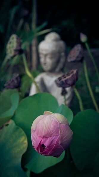 Run android online APK Zen Wallpapers from MyAndroid or emulate Zen Wallpapers using MyAndroid