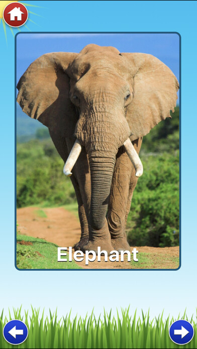 Emulate iPhone app Zoo Sounds Lite - A Fun Animal Sound Game for Kids using MyAndroid Emulate iPhone app Zoo Sounds Lite - A Fun Animal Sound Game for Kids using MyAndroid